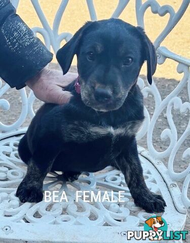 LAB X STAFFY PUPPIES