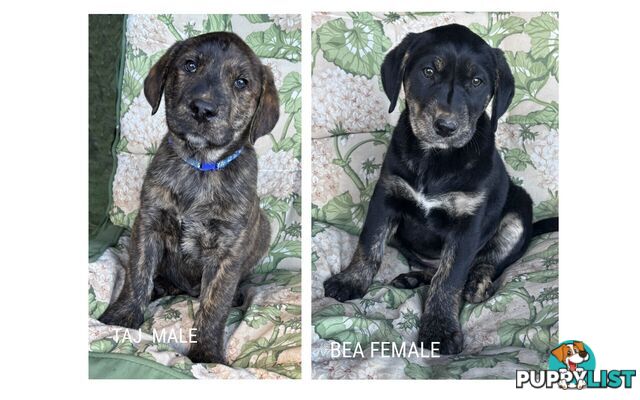 LAB X PUPPIES