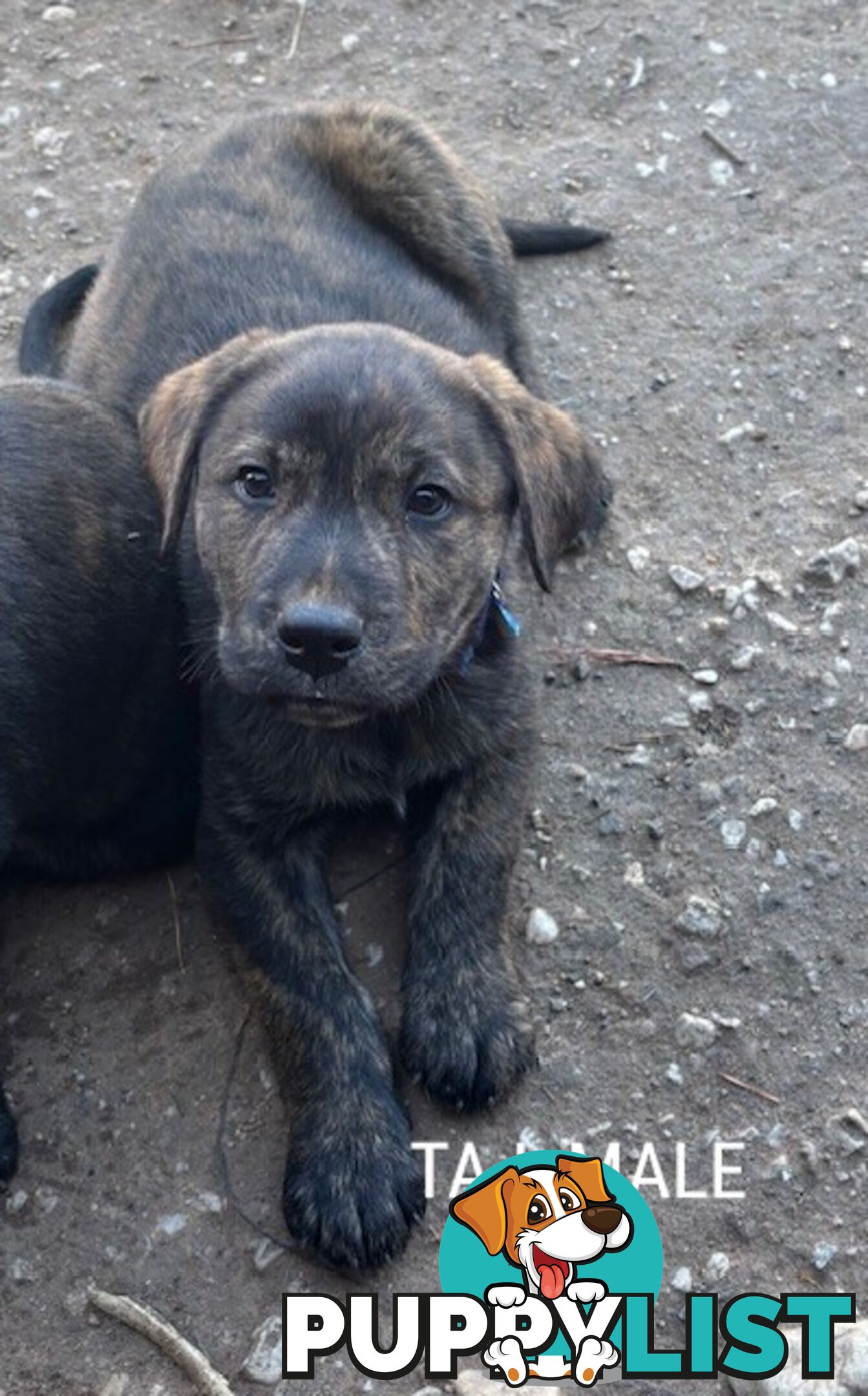 LAB X STAFFY PUPPIES