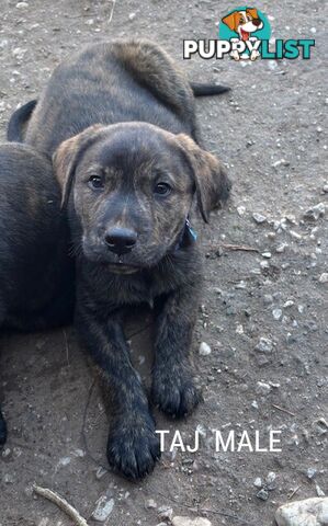 LAB X STAFFY PUPPIES