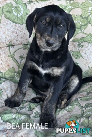 LAB X PUPPIES