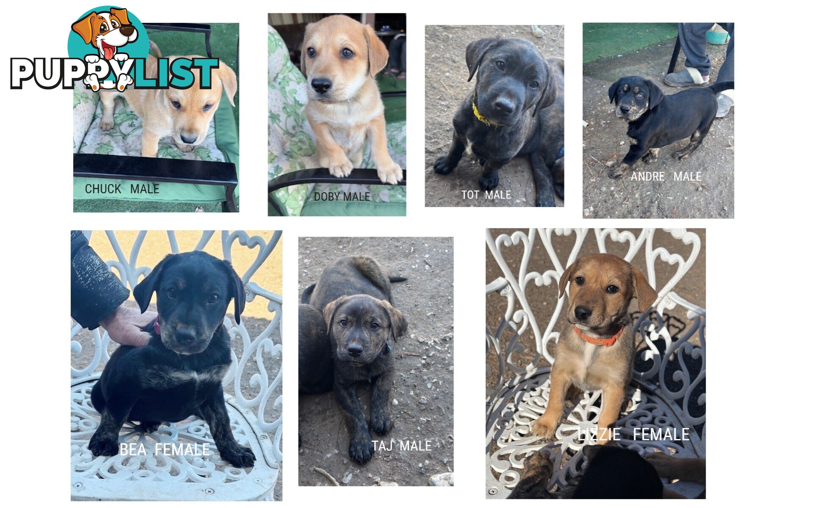LAB X STAFFY PUPPIES