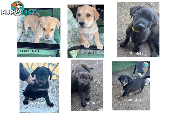 LAB X PUPPIES