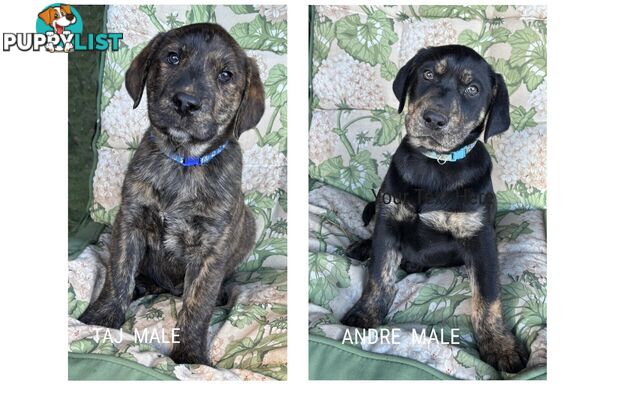 LAB X PUPPIES