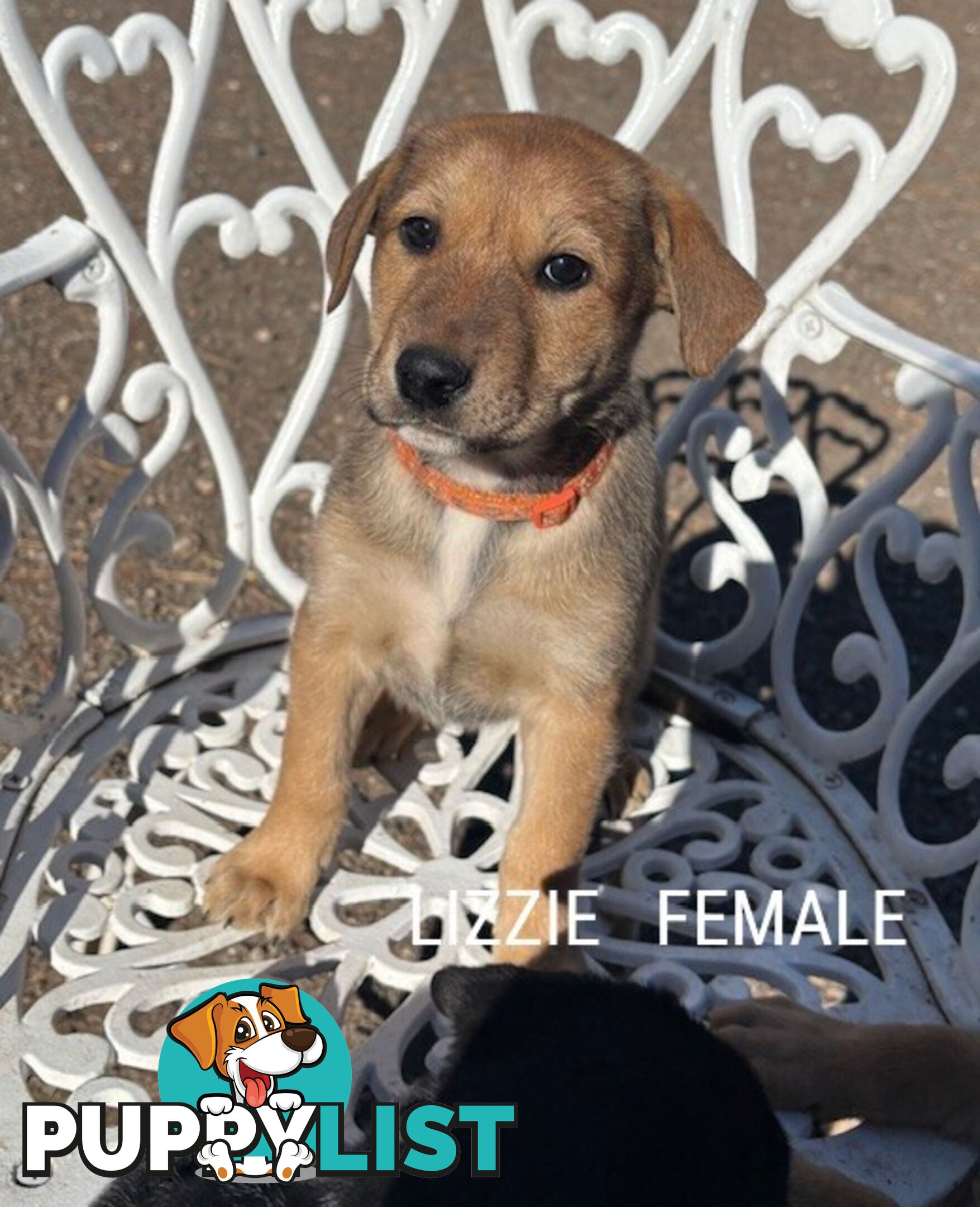 LAB X STAFFY PUPPIES