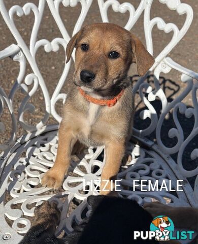 LAB X STAFFY PUPPIES