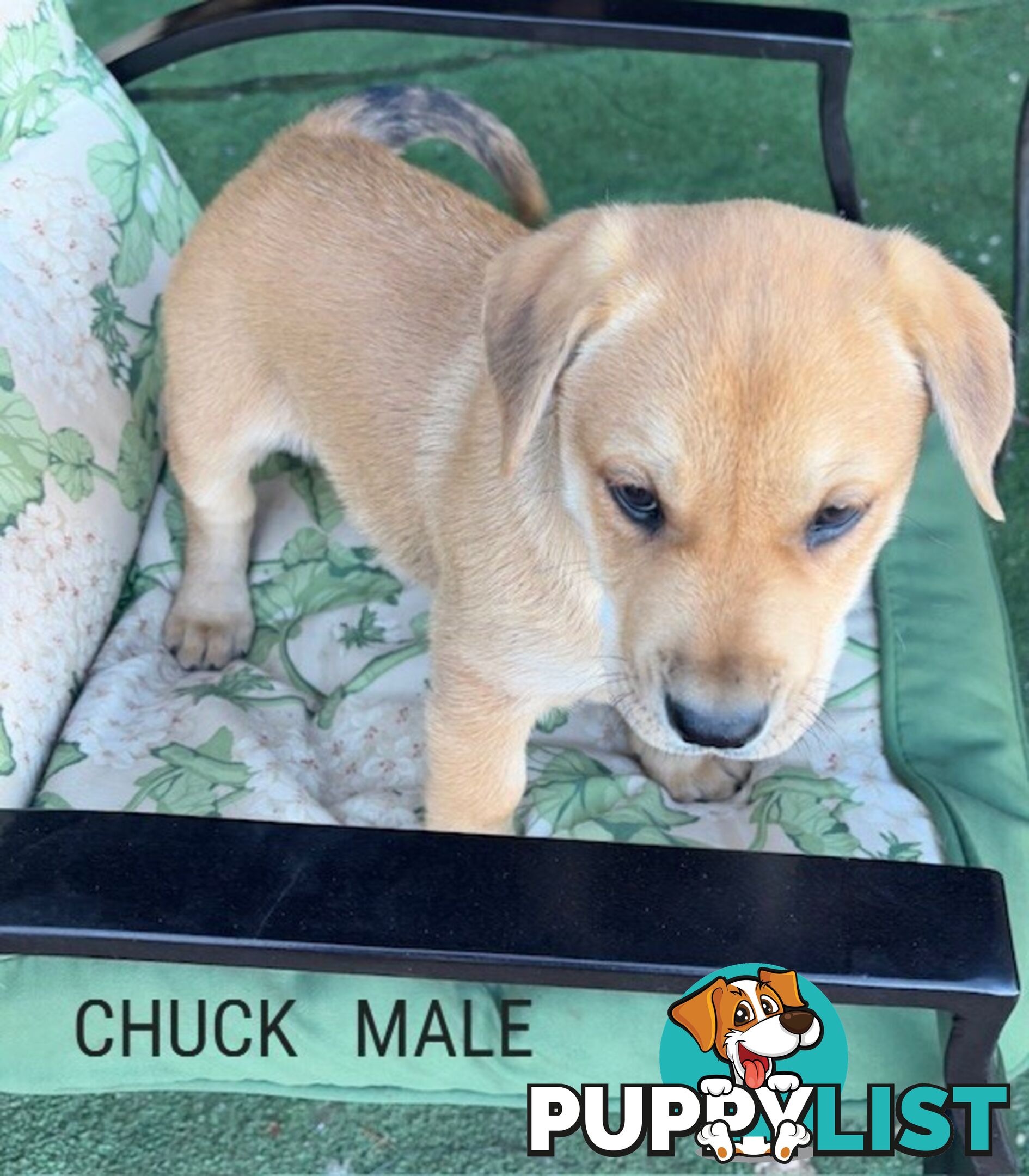 LAB X STAFFY PUPPIES