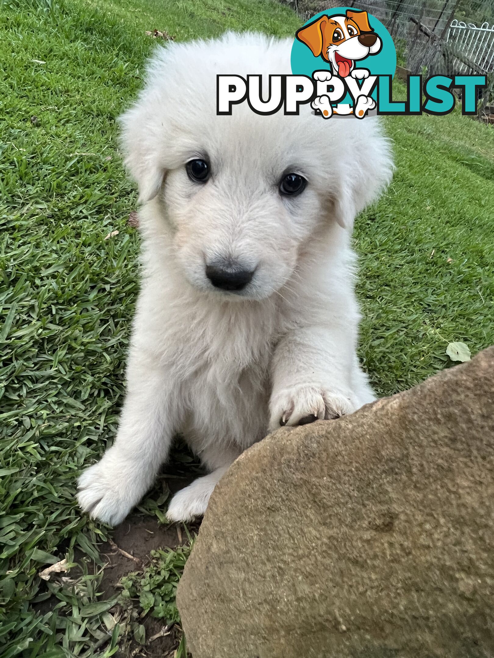 Pedigree certified purebred Maremma Sheepdog puppies