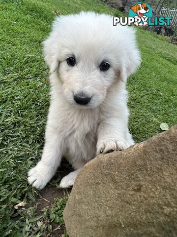 Pedigree certified purebred Maremma Sheepdog puppies