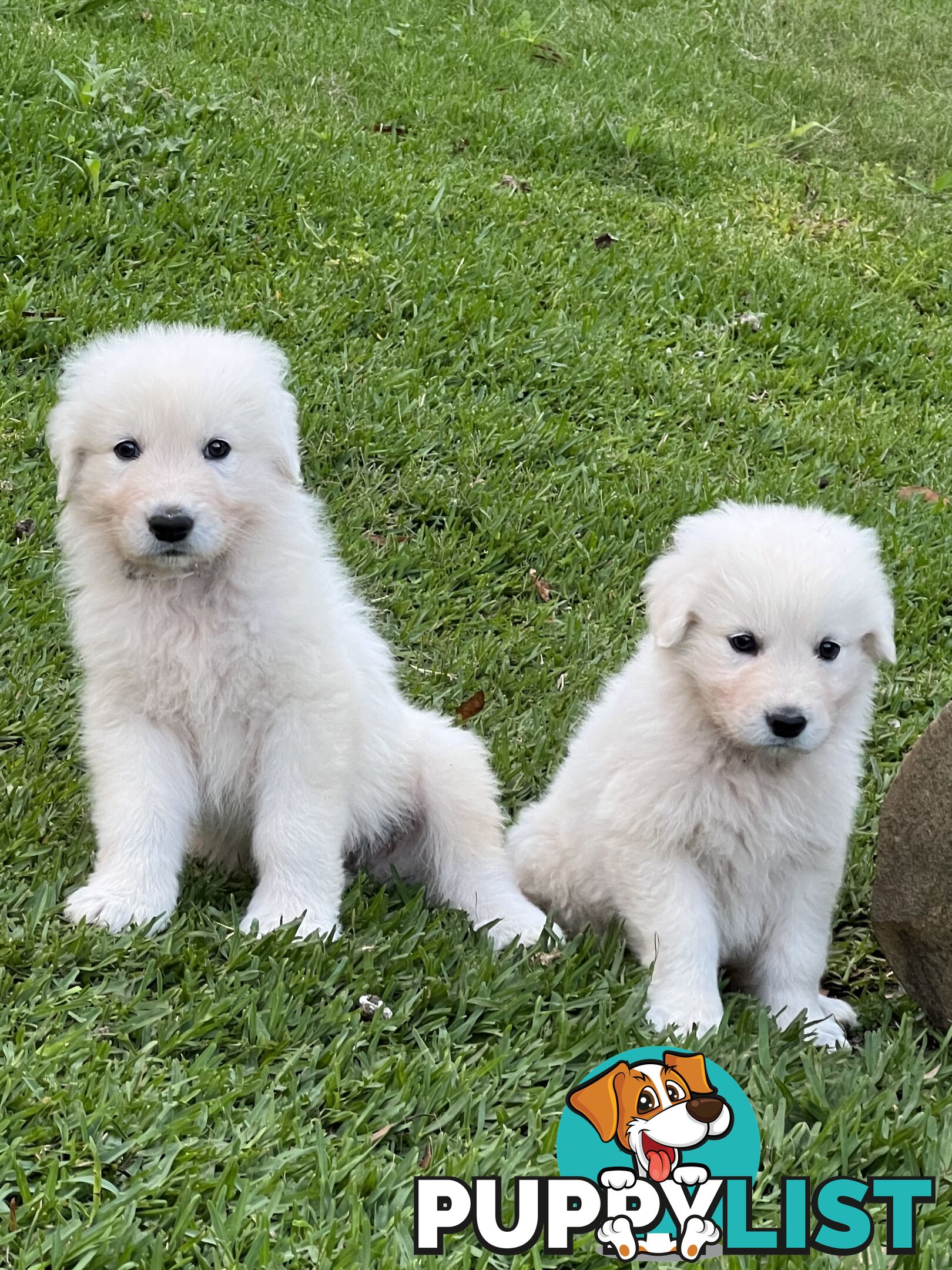 Pedigree certified purebred Maremma Sheepdog puppies