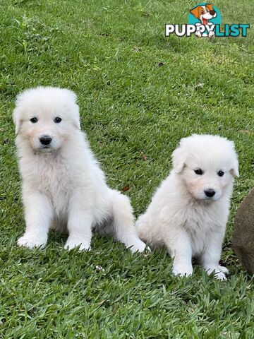 Pedigree certified purebred Maremma Sheepdog puppies