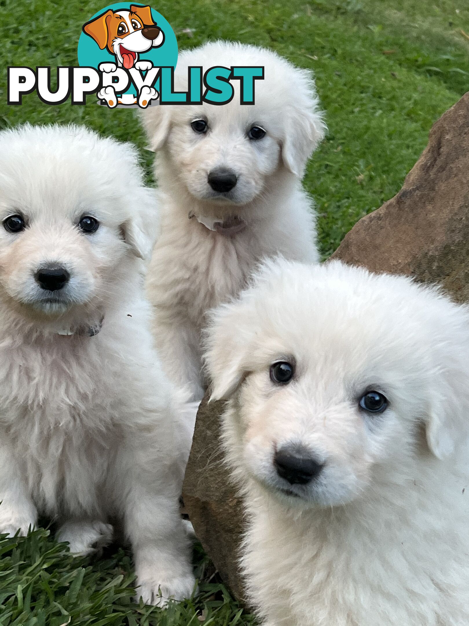 Pedigree certified purebred Maremma Sheepdog puppies