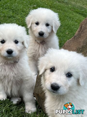 Pedigree certified purebred Maremma Sheepdog puppies