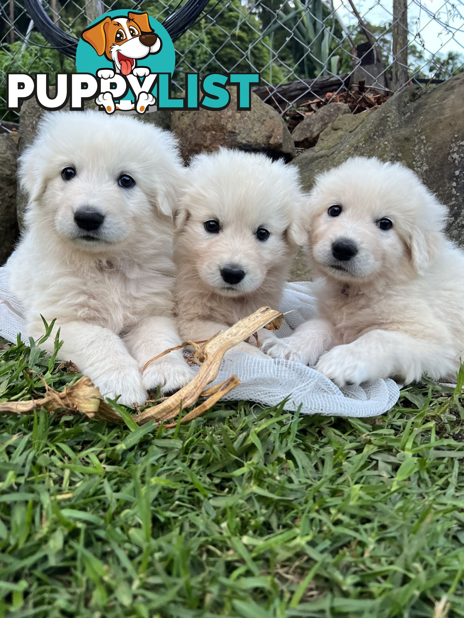 Pedigree certified purebred Maremma Sheepdog puppies