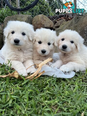 Pedigree certified purebred Maremma Sheepdog puppies