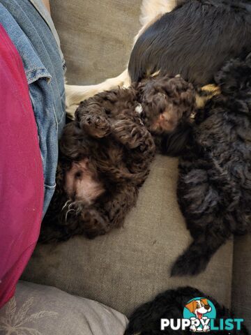 Toy poodle puppies