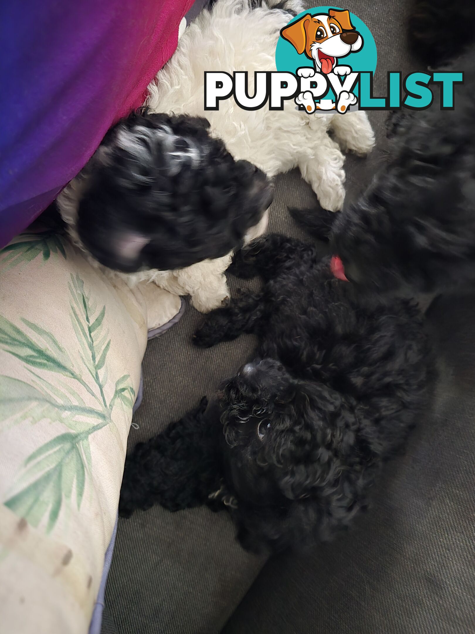 Toy poodle puppies