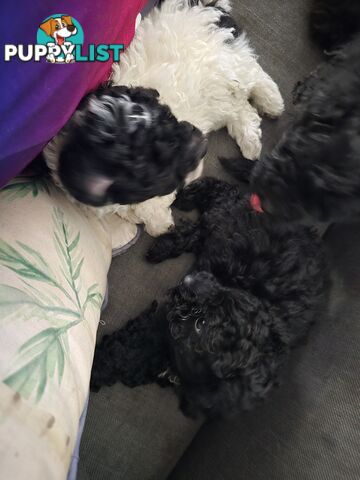 Toy poodle puppies