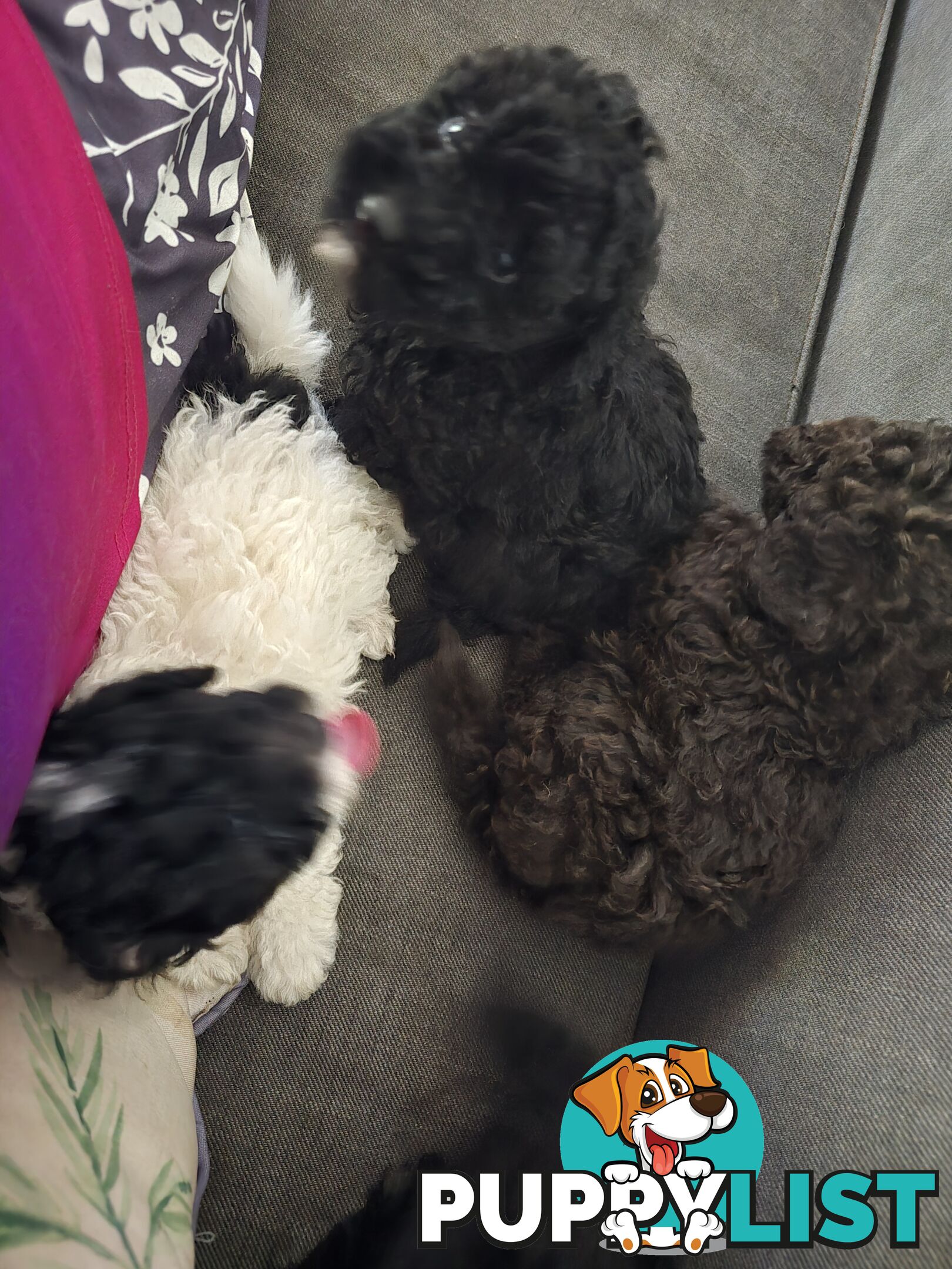 Toy poodle puppies