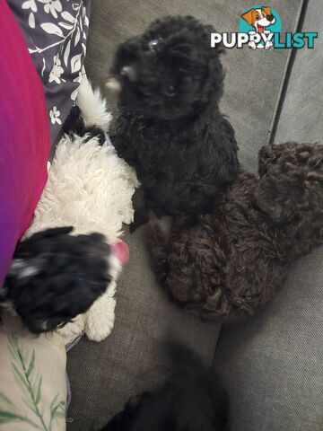 Toy poodle puppies