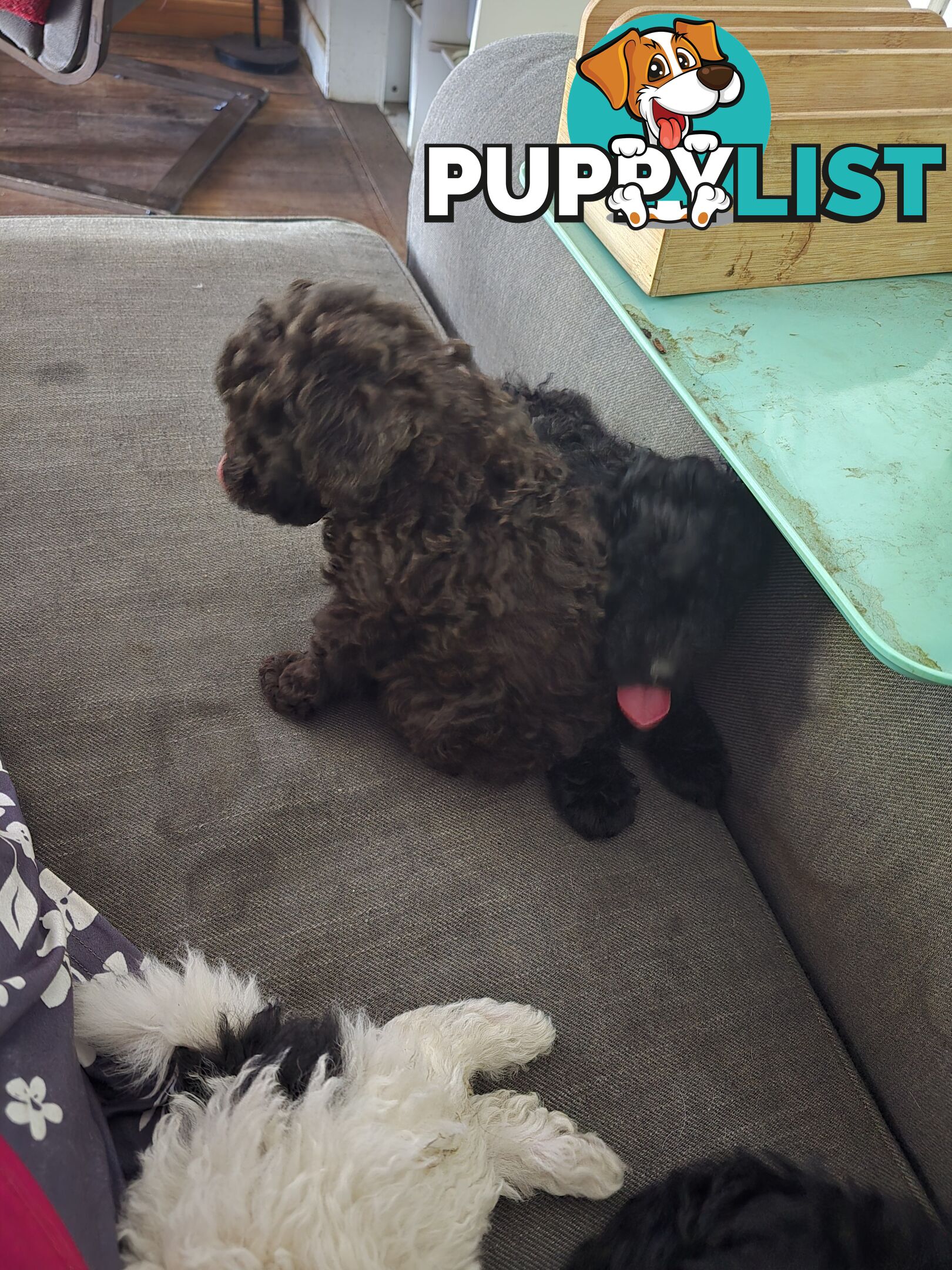 Toy poodle puppies