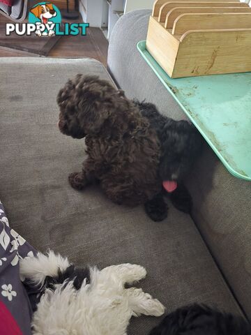 Toy poodle puppies