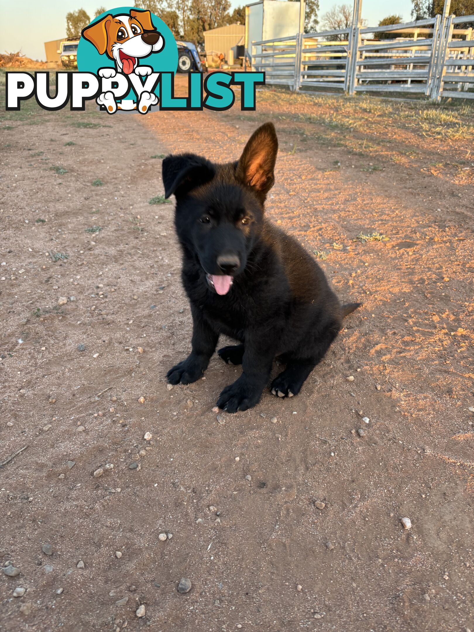 German Shepherd Puppies