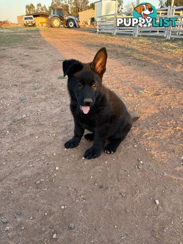 German Shepherd Puppies