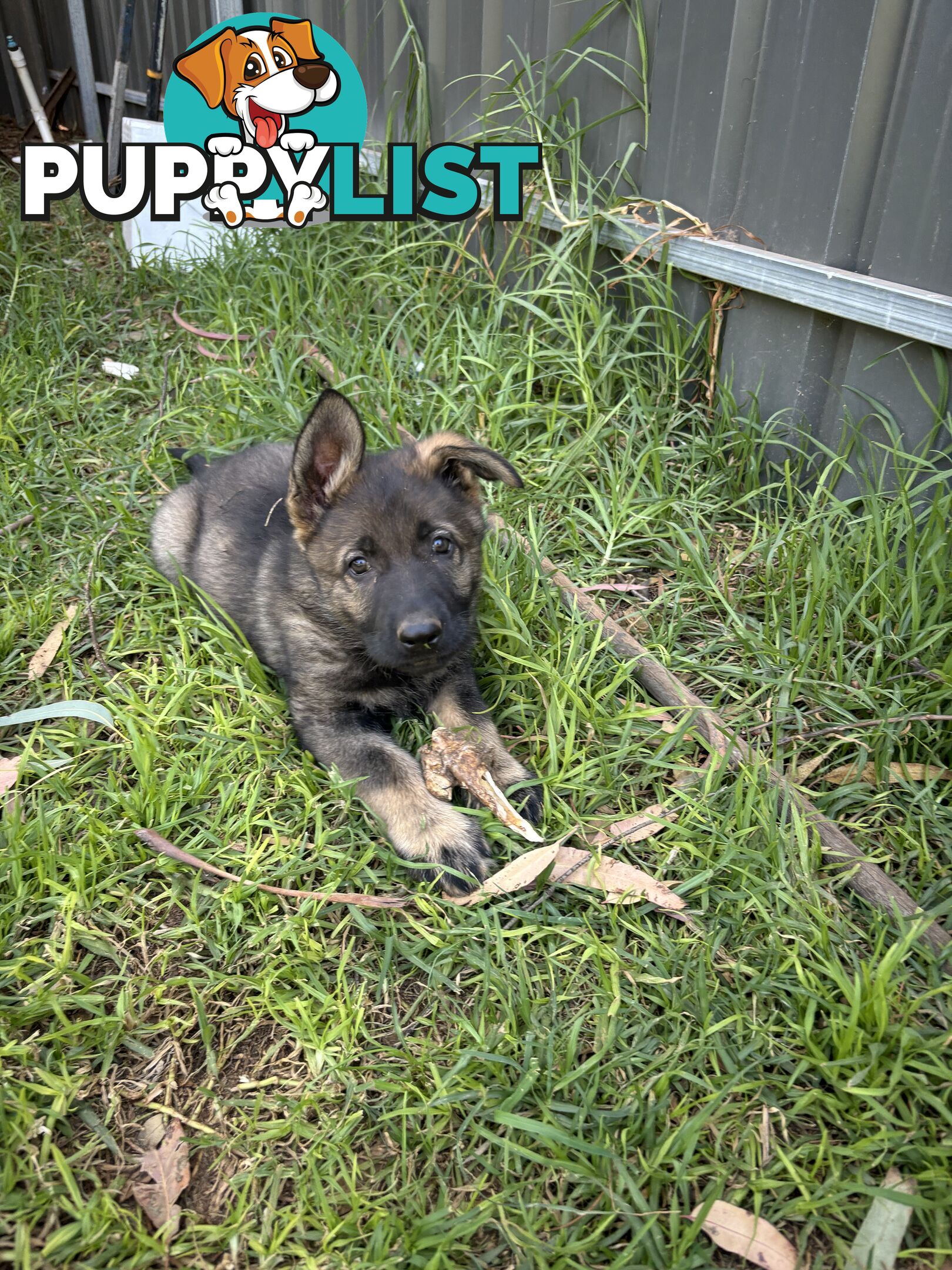 German Shepherd Puppies