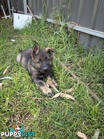 German Shepherd Puppies