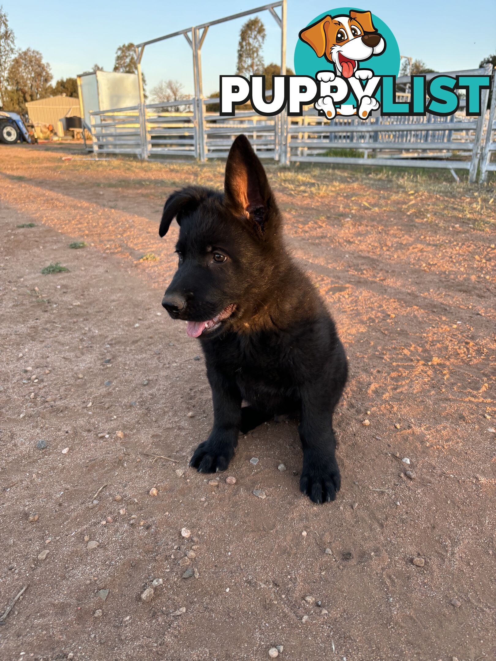 German Shepherd Puppies