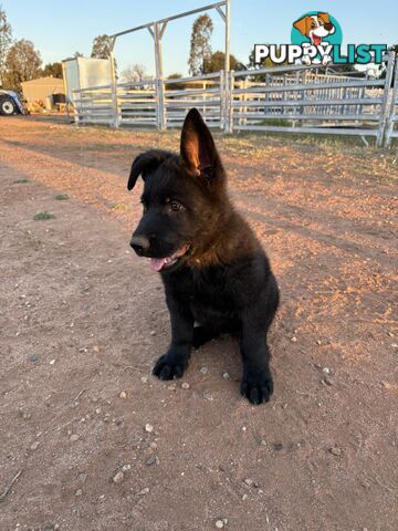 German Shepherd Puppies