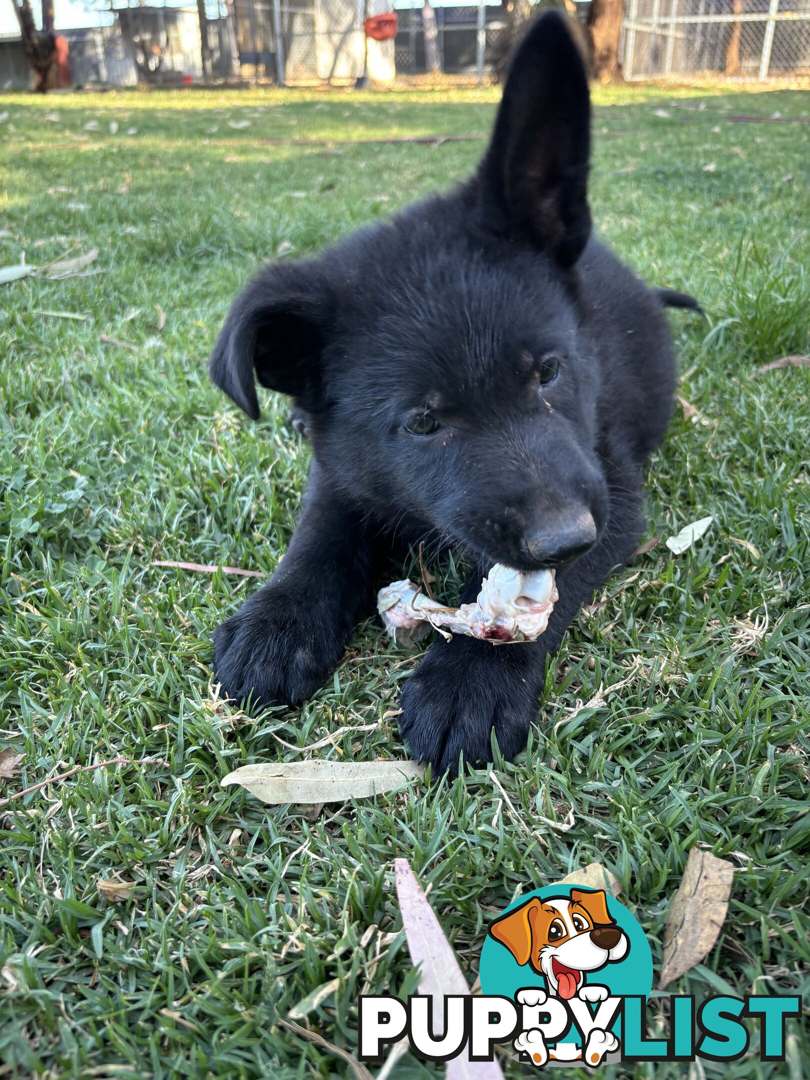 German Shepherd Puppies