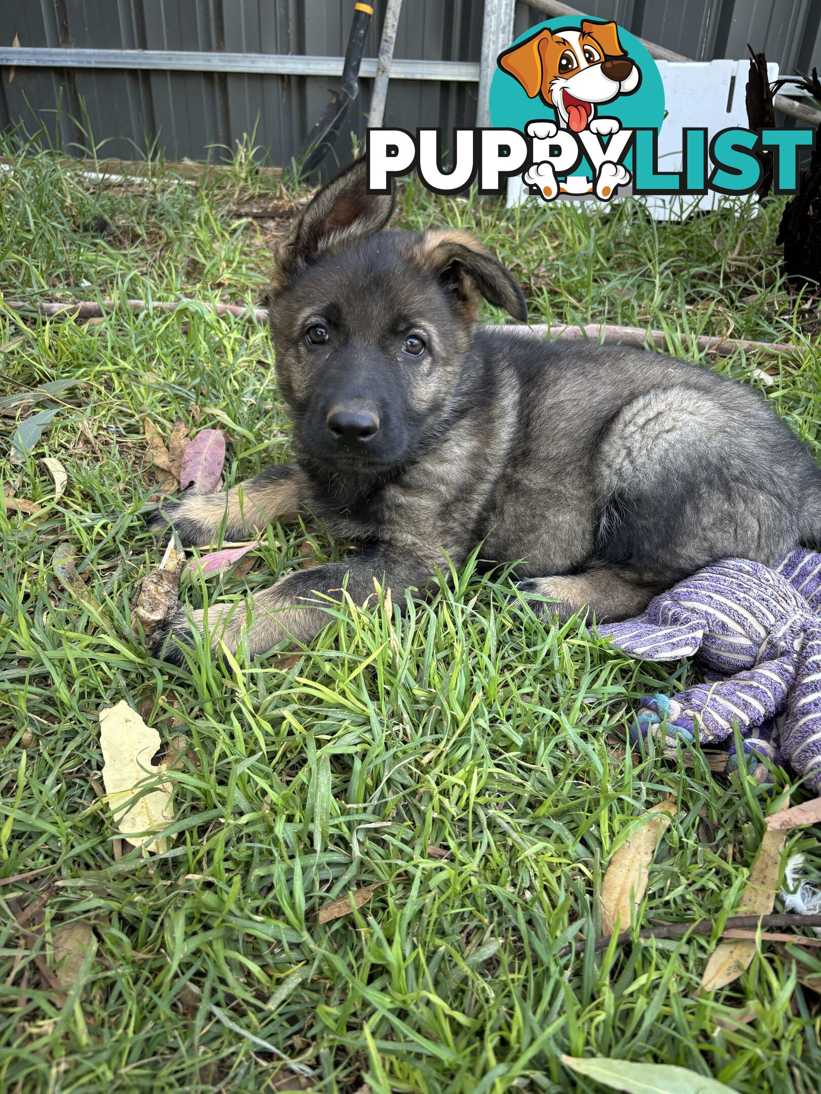 German Shepherd Puppies