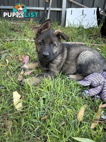 German Shepherd Puppies