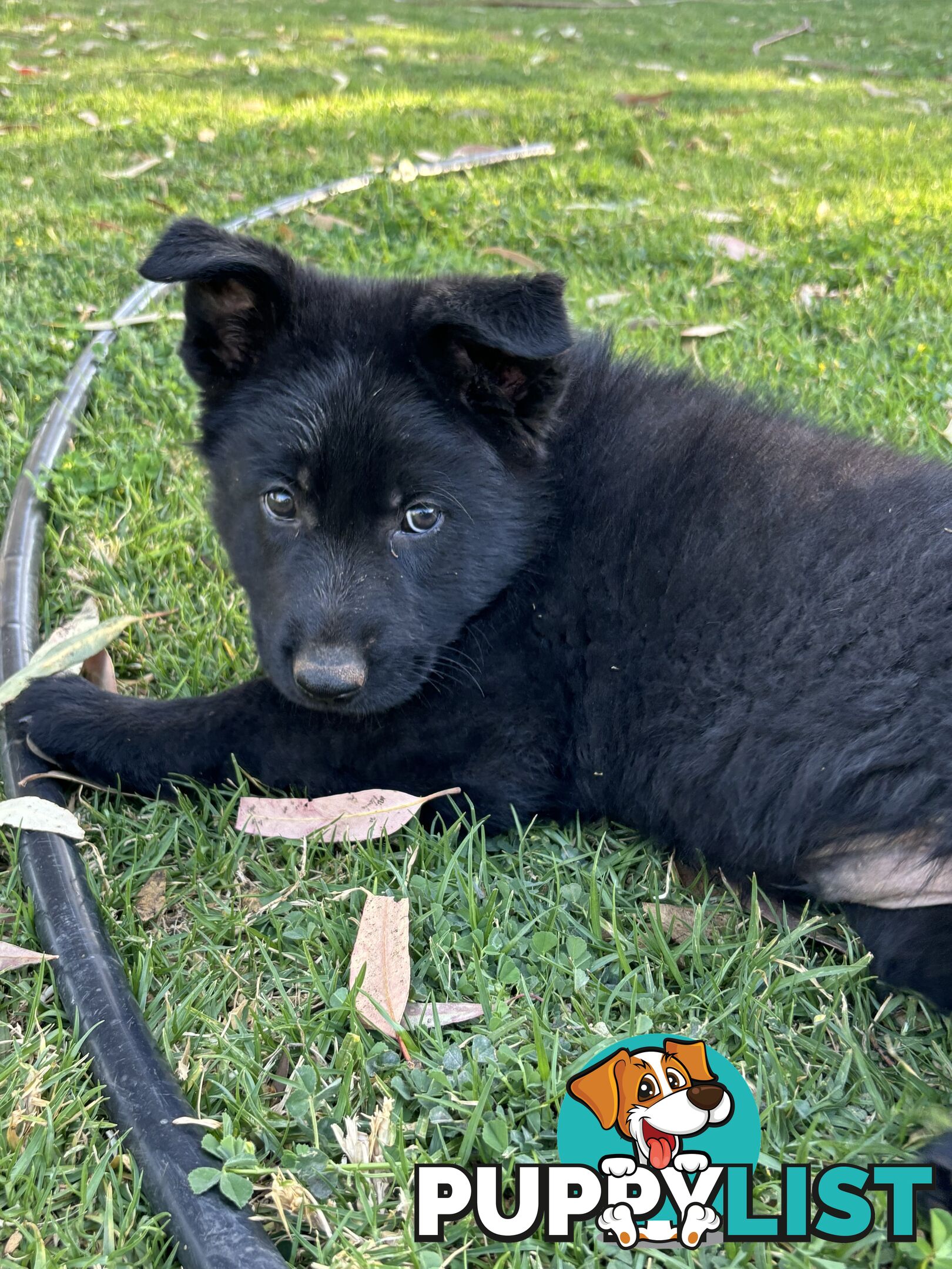 German Shepherd Puppies