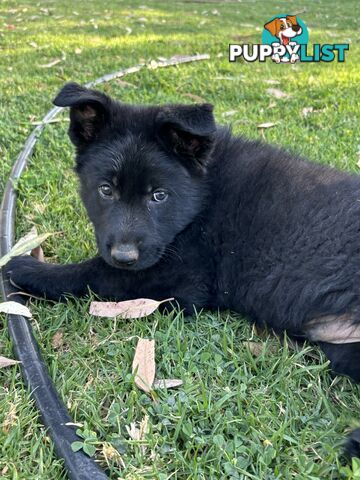 German Shepherd Puppies