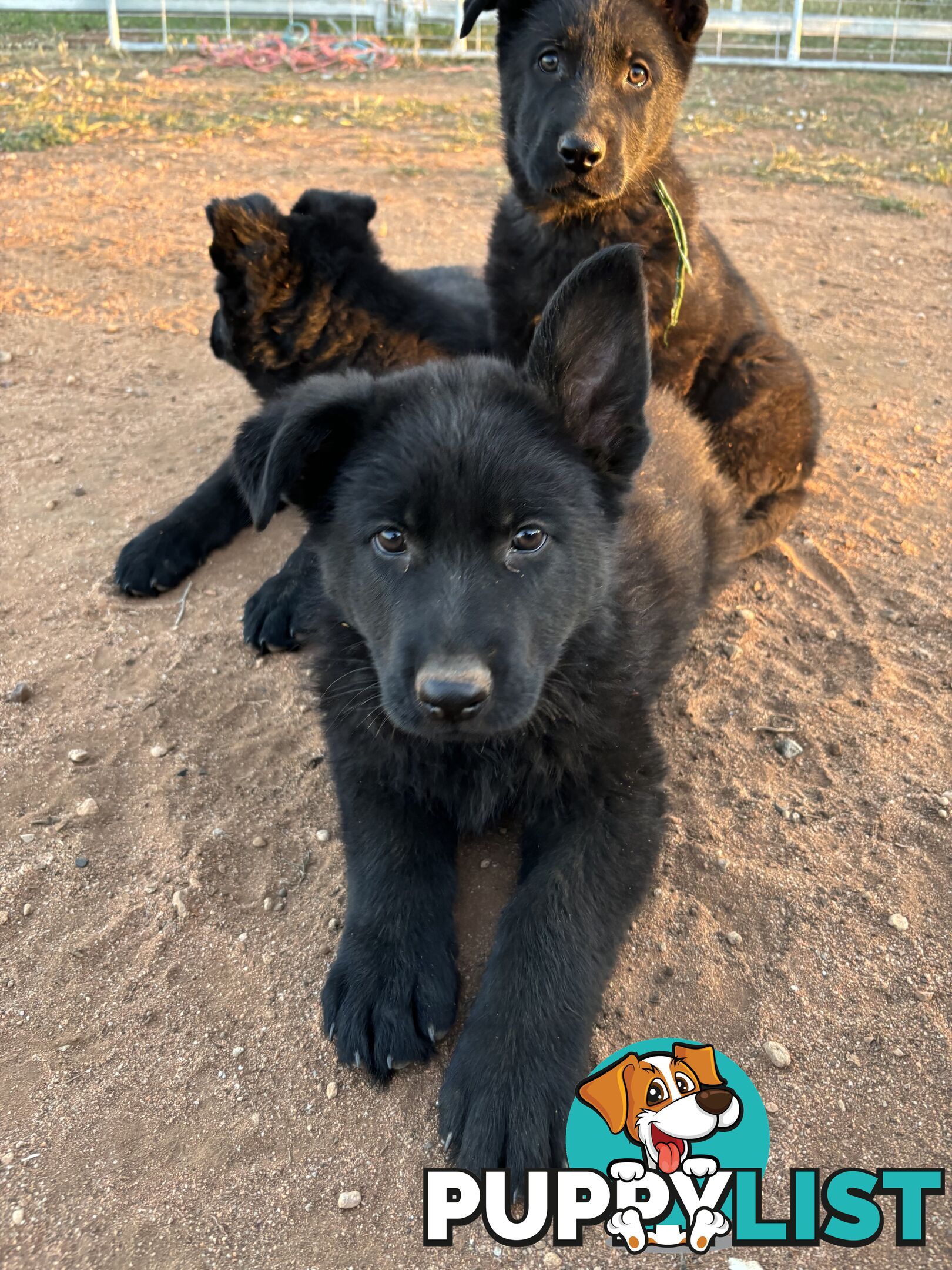 German Shepherd Puppies