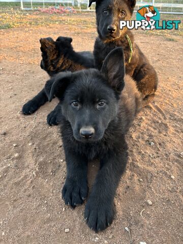 German Shepherd Puppies