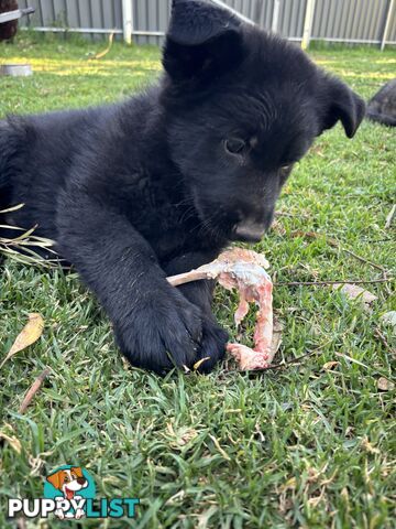 German Shepherd Puppies