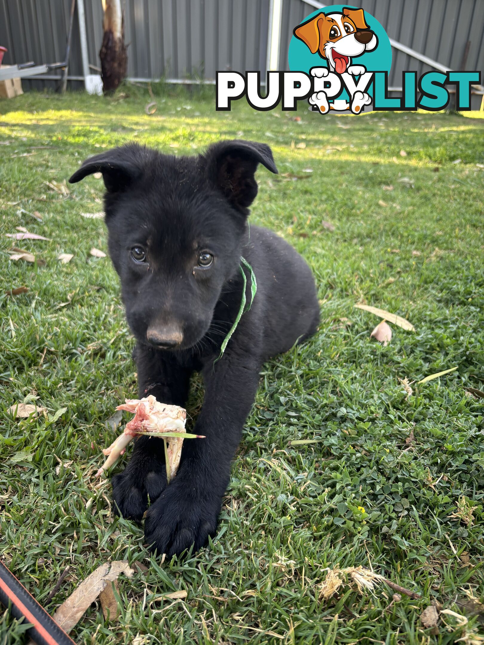 German Shepherd Puppies