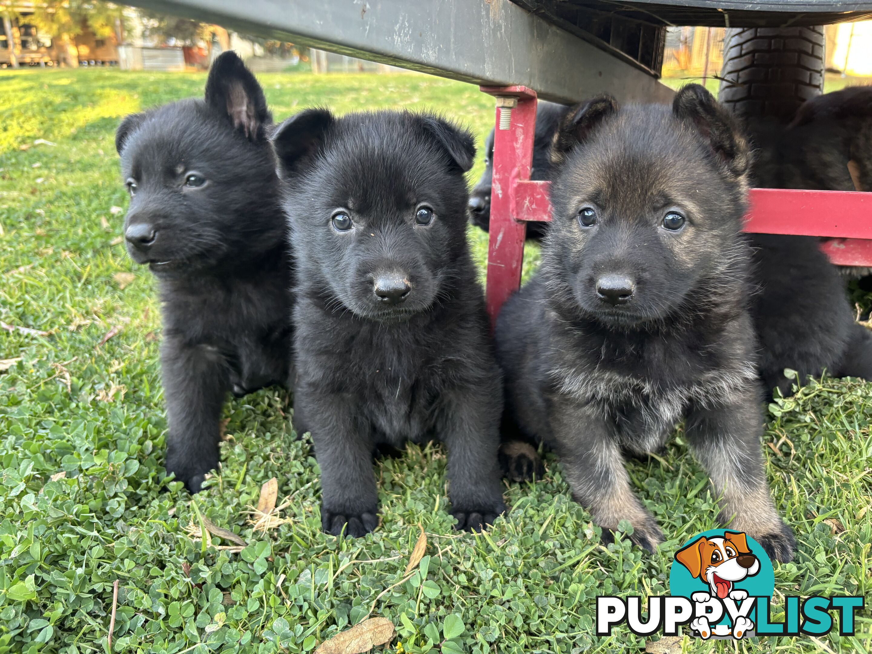 German Shepherd Puppies