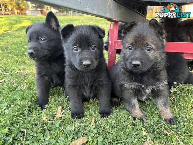 German Shepherd Puppies