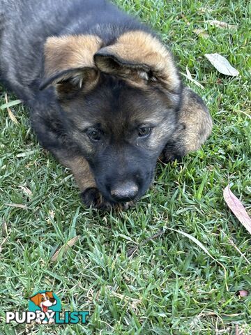 German Shepherd Puppies