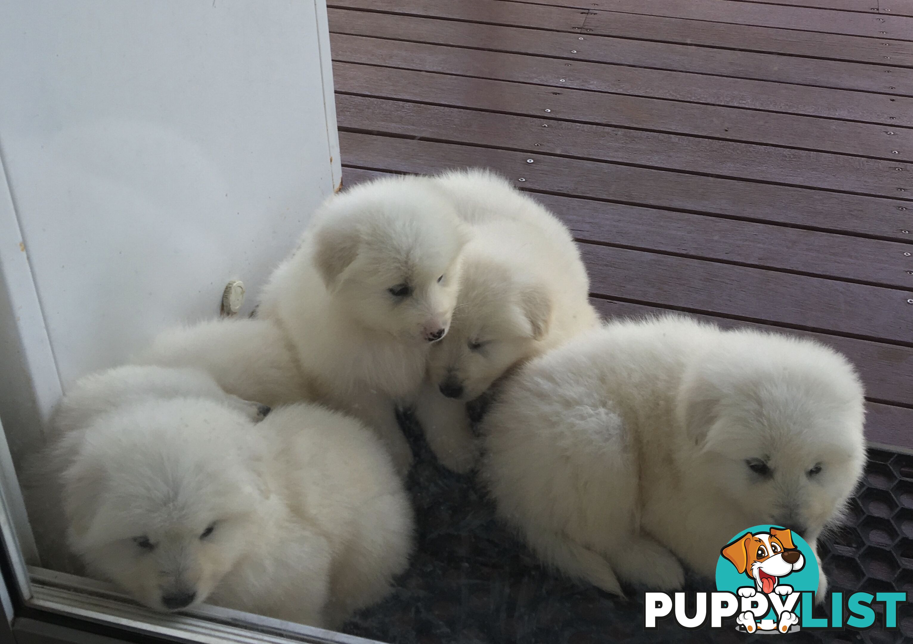 Maremma pure bred pups for sale