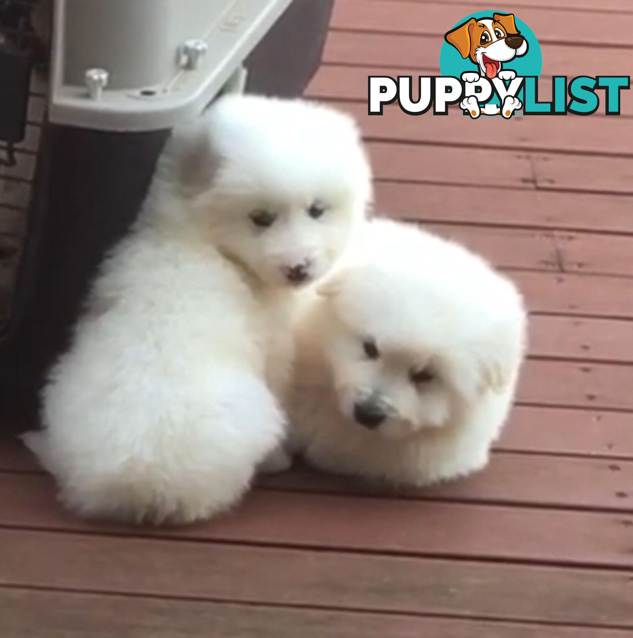 Maremma pure bred pups for sale
