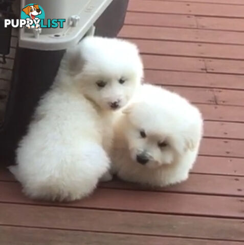 Maremma pure bred pups for sale