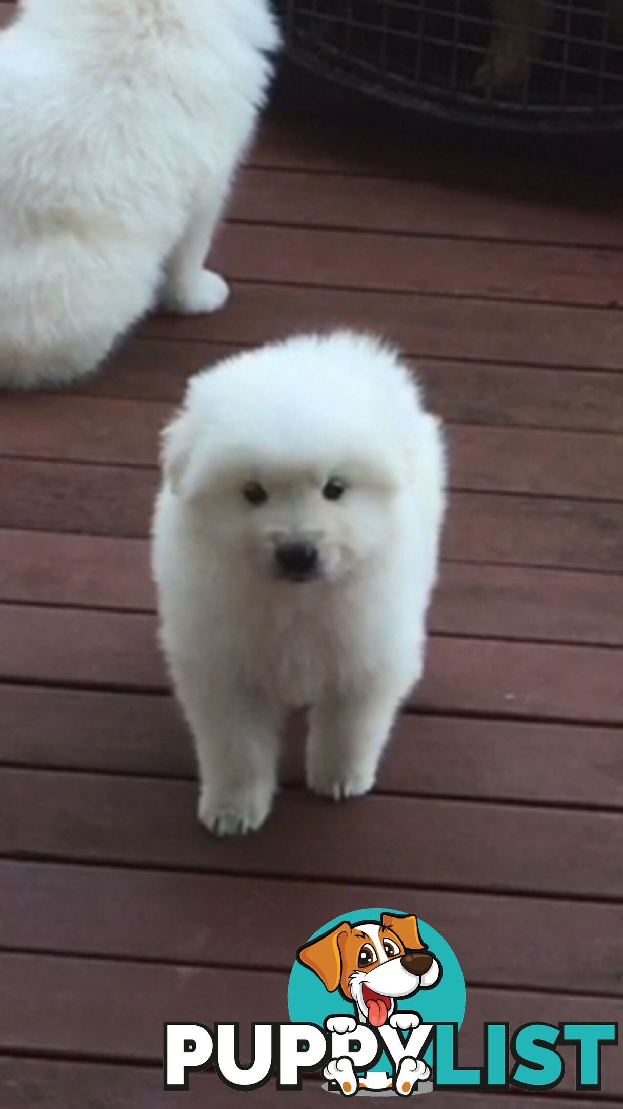 Maremma pure bred pups for sale