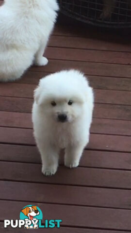 Maremma pure bred pups for sale
