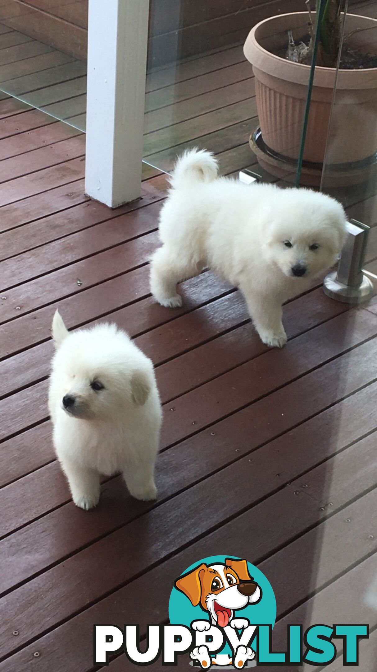 Maremma pure bred pups for sale